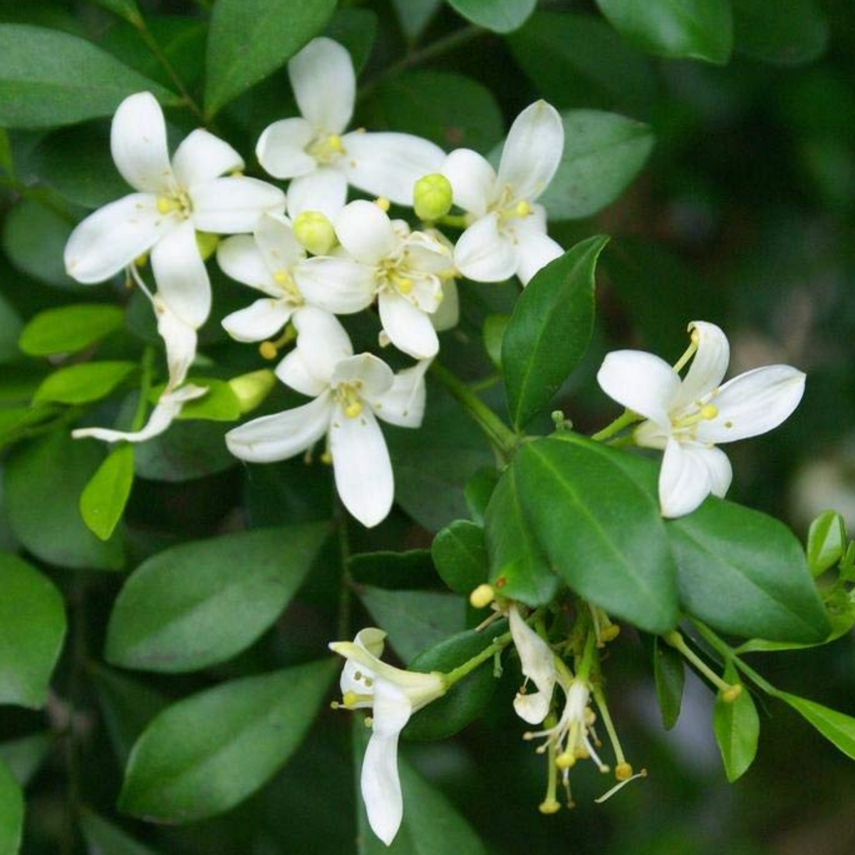 Maramulla (Murraya paniculata) Flowering/Ornamental Live Plant (Home & Garden)