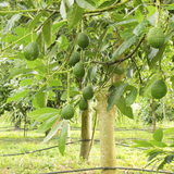 Avocado grafted / Butter Fruit ( Persea americana ) Fruit Live Plant (Home & Garden)