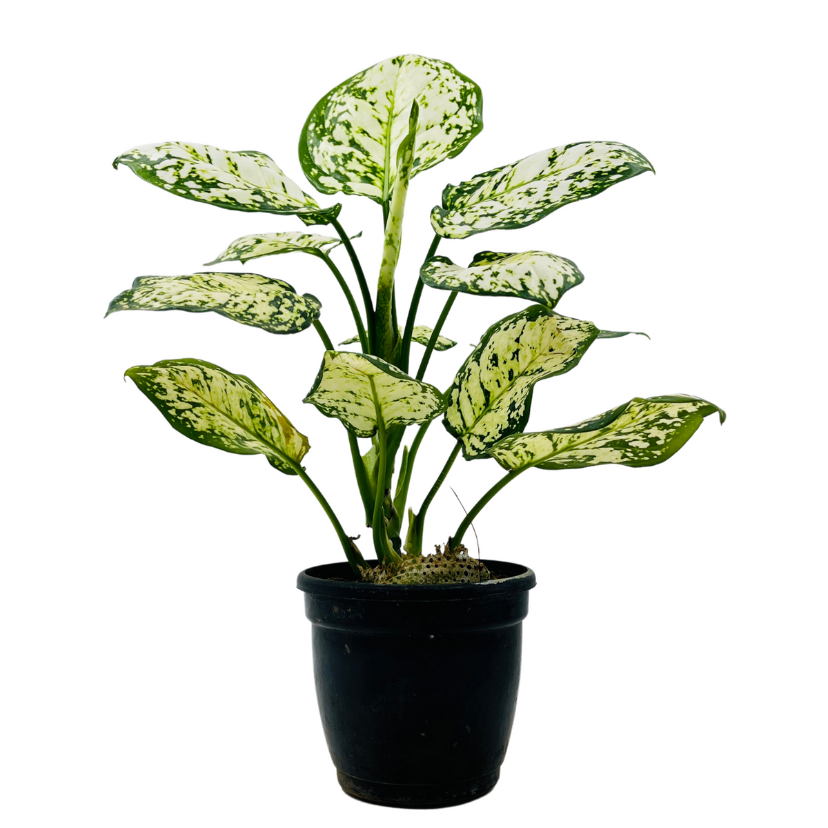 Aglaonema Super White - Live Plant  (Home & Garden)
