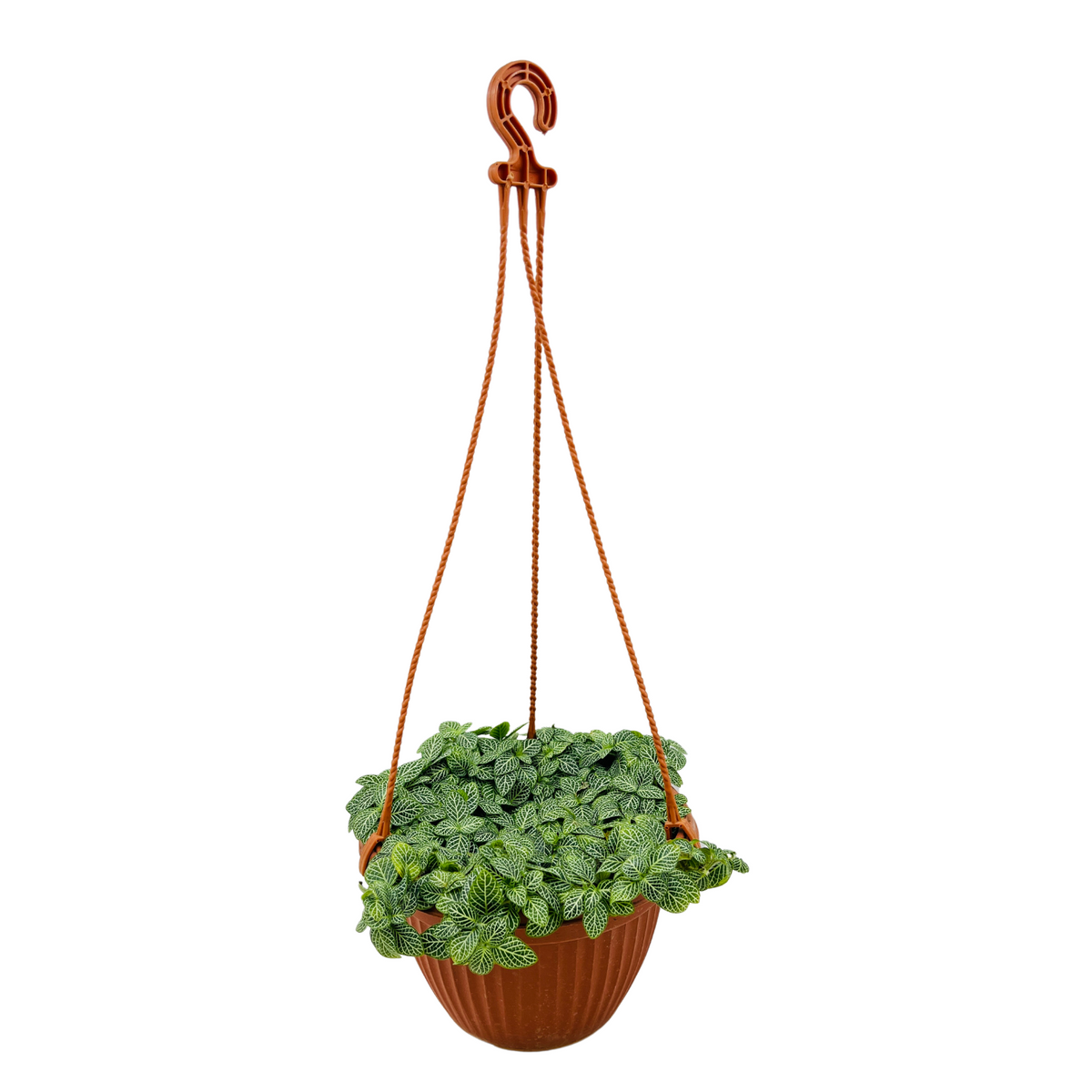 Fittonia Green Plant Hanging With Pot