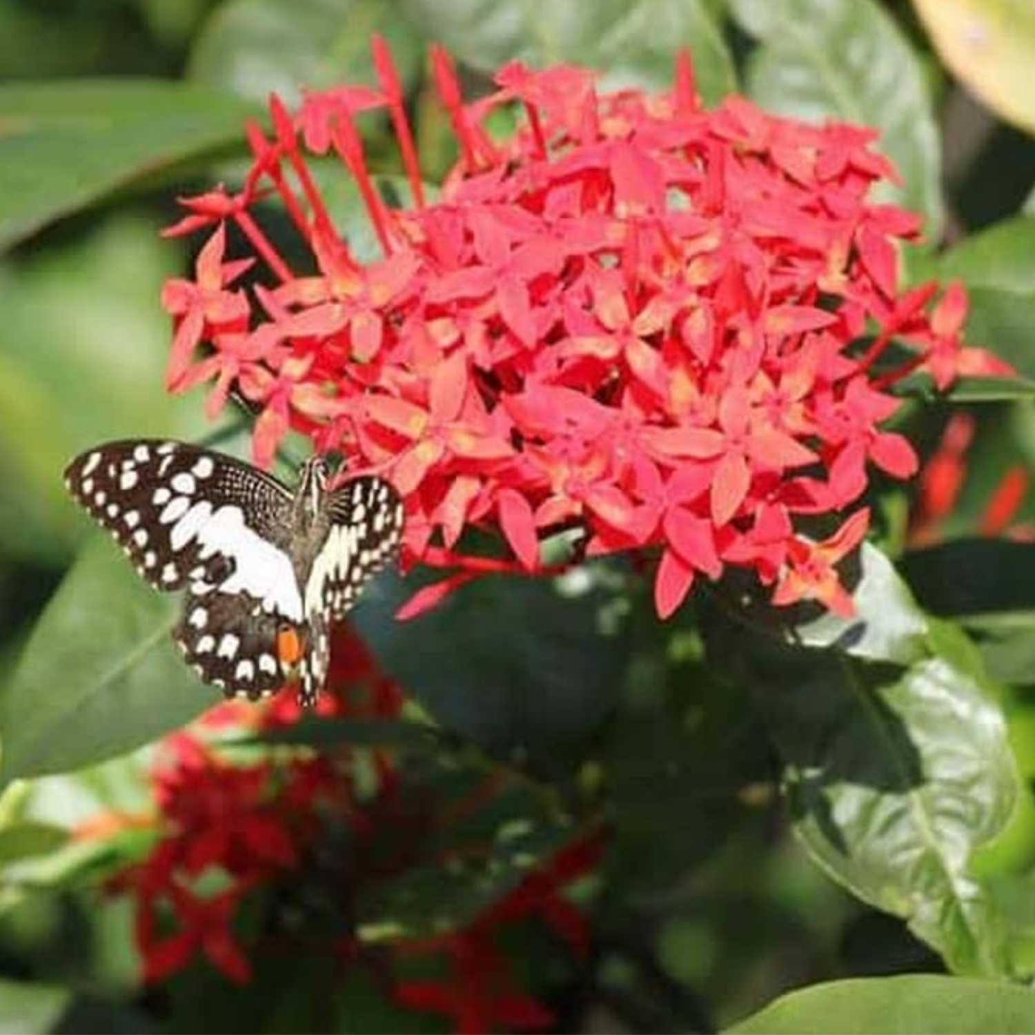 Chetti Flower Ambala Chethi / Ixora Red (Ixora coccinea) Flowering/Ornamental Live P ...