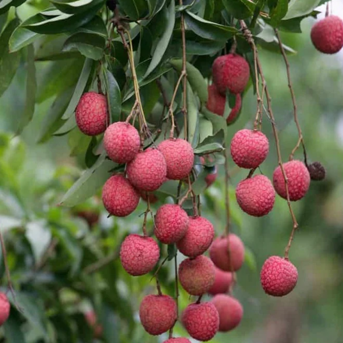 Litchi / Lychee (Litchi chinensis) Fruit Live Plant (Home & Garden)