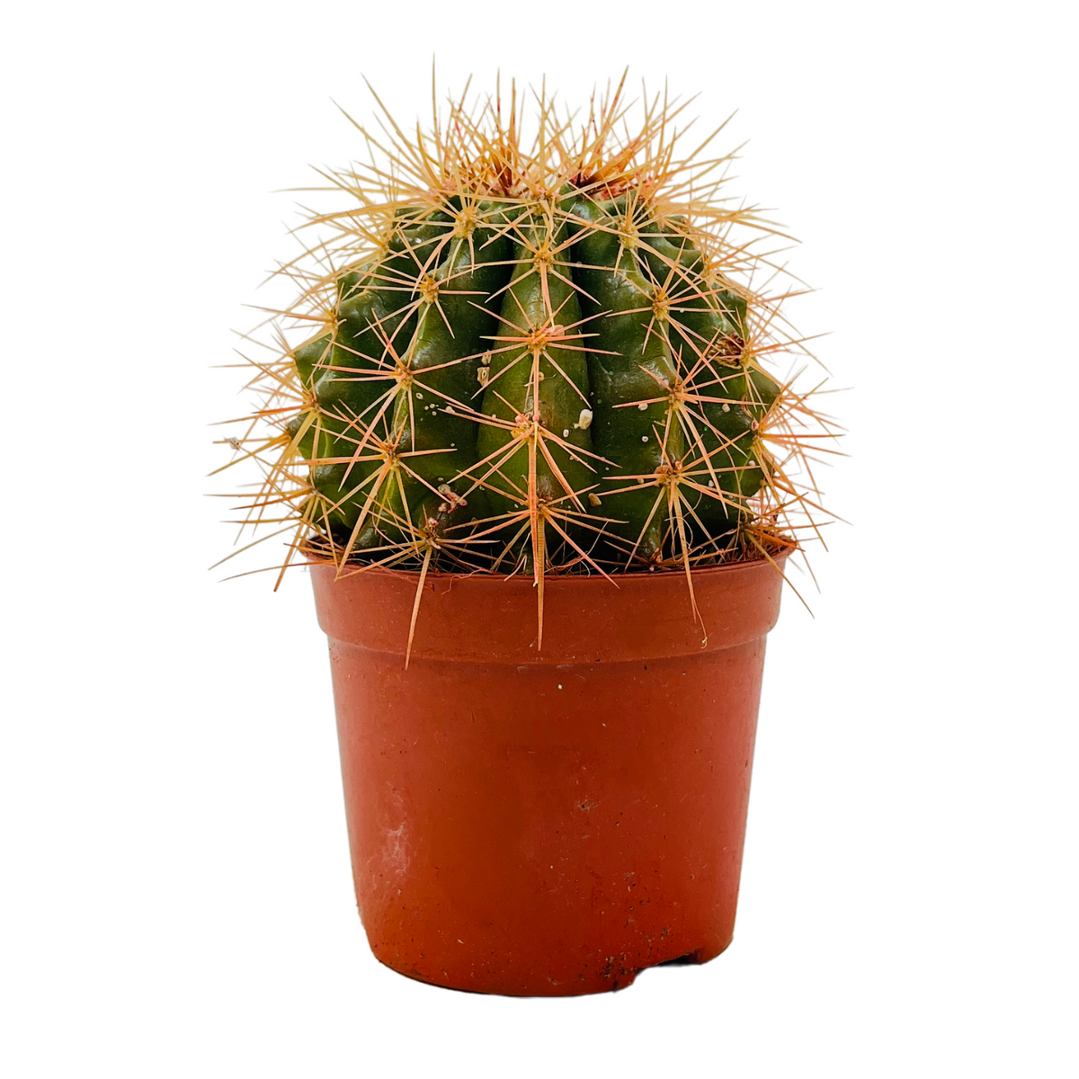 Ball Cactus (Parodia magnifica) - Live Plant (Home & Graden)