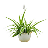 Chlorophytum Comosum – Hanging Plant With Pot