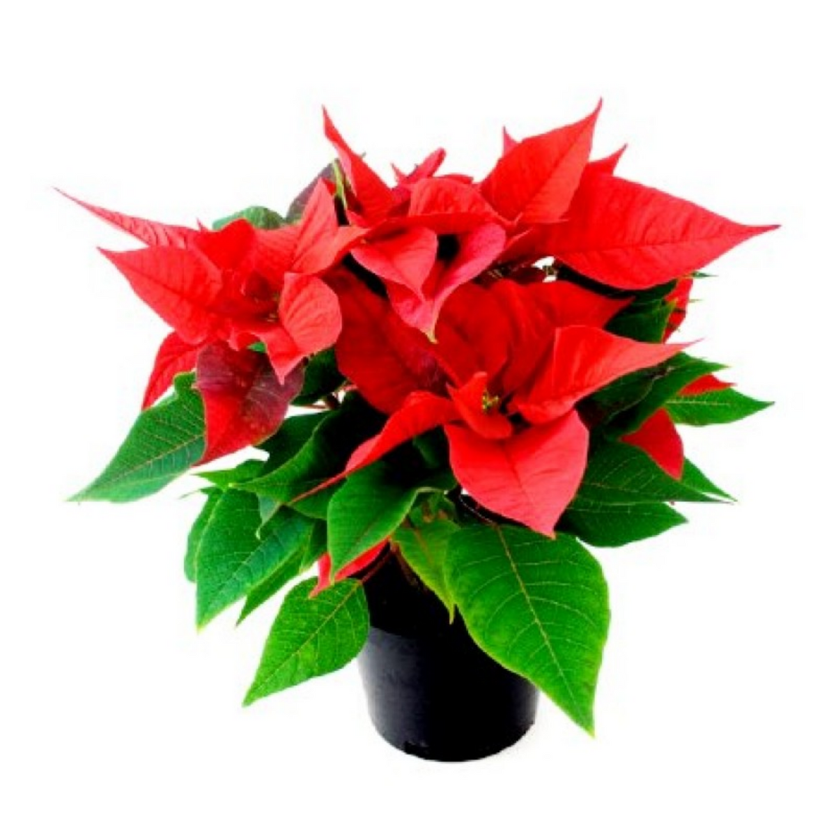 Red Poinsettia / Christmas Flower (Euphorbia pulcherrima) Flowering/Ornamental Live Plant (Home & Garden)