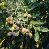 Lakshmi Taru Plant / Paradise Tree / Bitterwood (Simarouba Glauca) Ornamental/Medicinal Live Plant (Home & Garden)