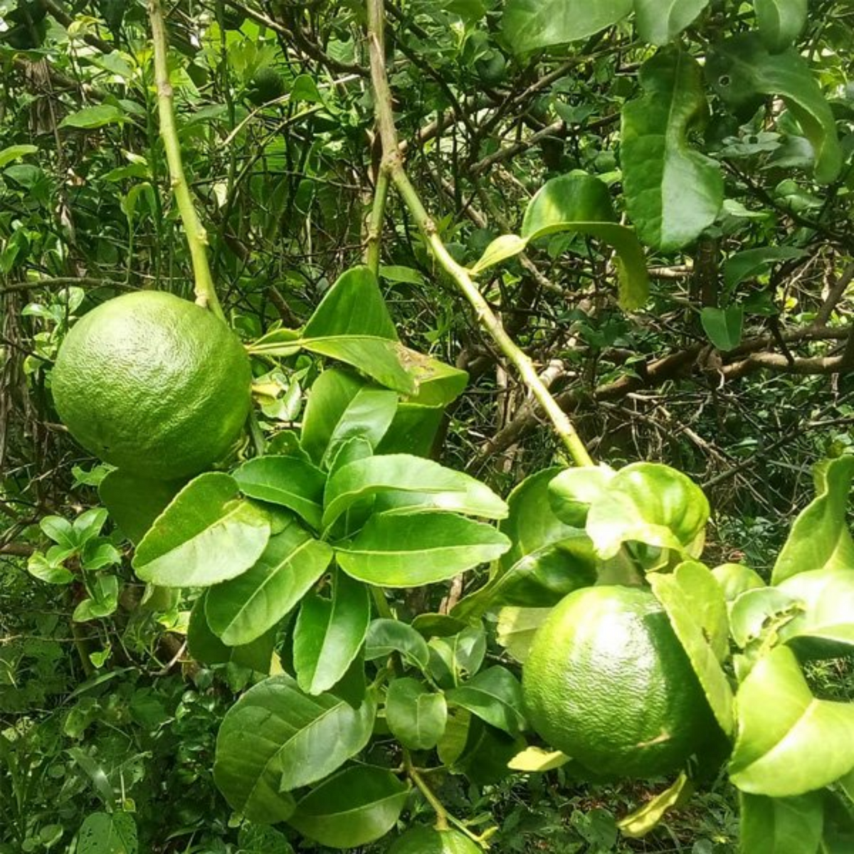 Vadukapuli / Giant Bitter / Pickle Lime (Citrus pennivesiculata) Fruit Live Plant (Home & Garden)