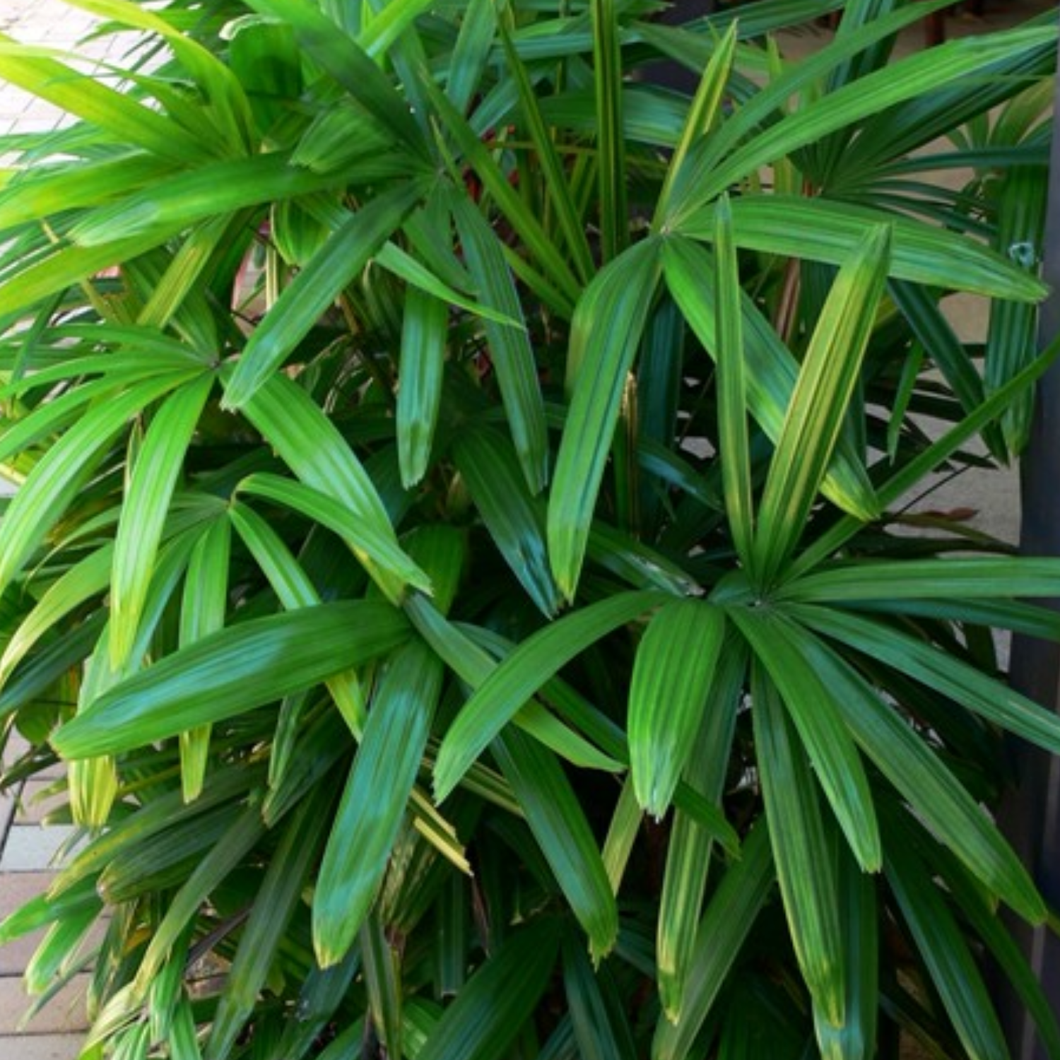 Raphis Palm / Lady Palm (Rhapis excelsa) Ornamental Live Plant (Home & Garden)