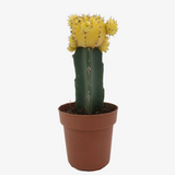 Moon Cactus Yellow (Gymnocalycium mihanovichii)- Live Plant (Home & Garden)