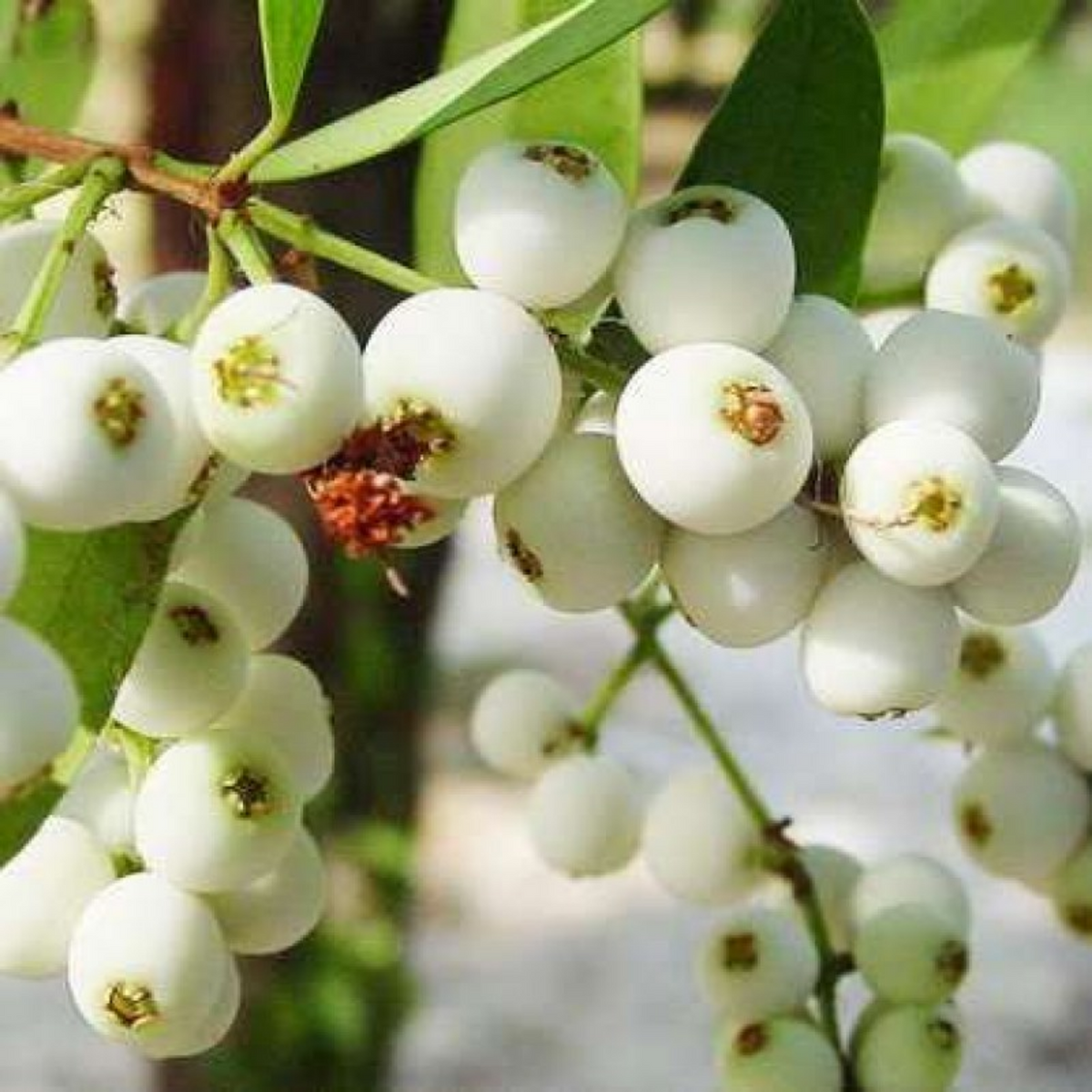 Poocha Pazham / Cat fruit ( Syzygium zeylanicum ) Fruit/Flowering/ Live Plant (Home & Garden)