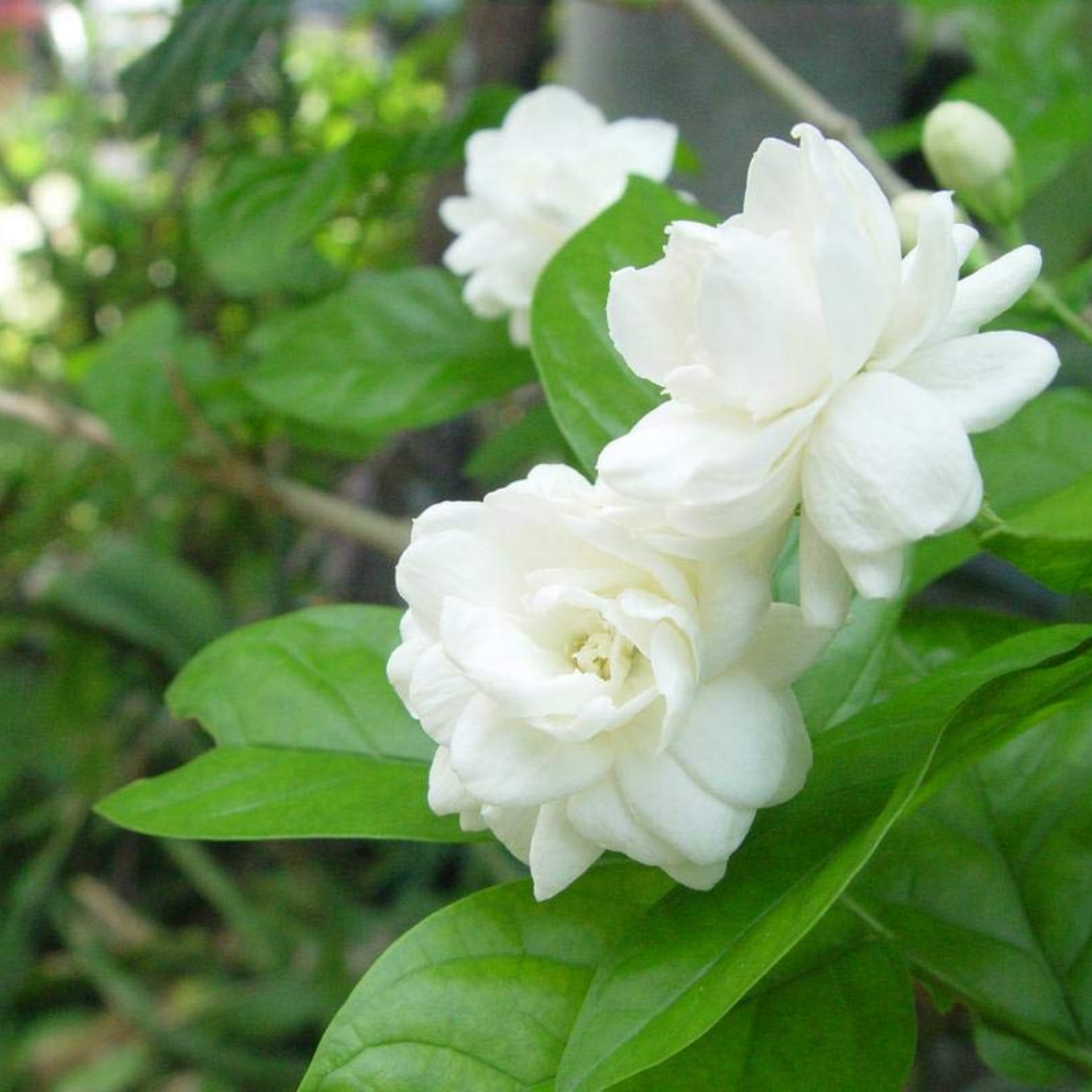 White Arabic Jasmine / Kutti Mulla (Jasminum) Flowering/Ornamental Live Plant (Home & Garden)