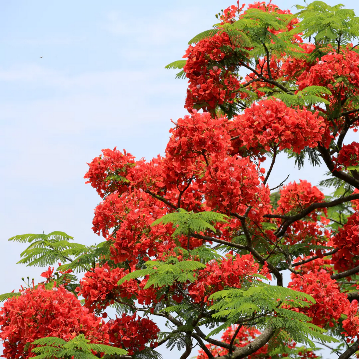 Gulmohar / Royal Poinciana (Delonix regia) Flowering/Ornamental Live Plant (Home & Garden)