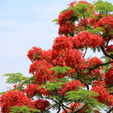 Gulmohar / Royal Poinciana (Delonix regia) Flowering/Ornamental Live Plant (Home & Garden)