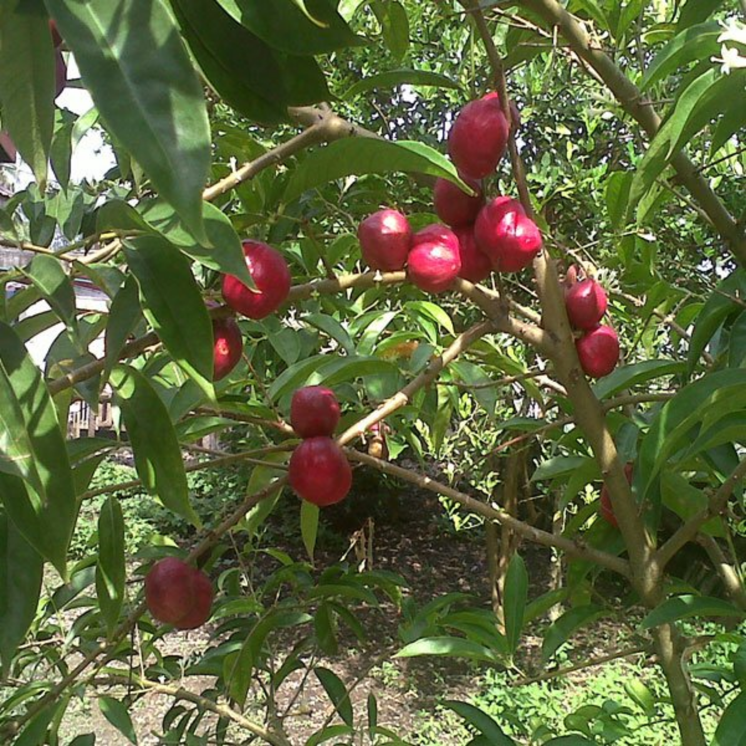 Mahkota Dewa / God's Crown (Seedling) Fruit Plant (Phaleria macrocarpa) Fruit/Medicinal Live Plant (Home & Garden)