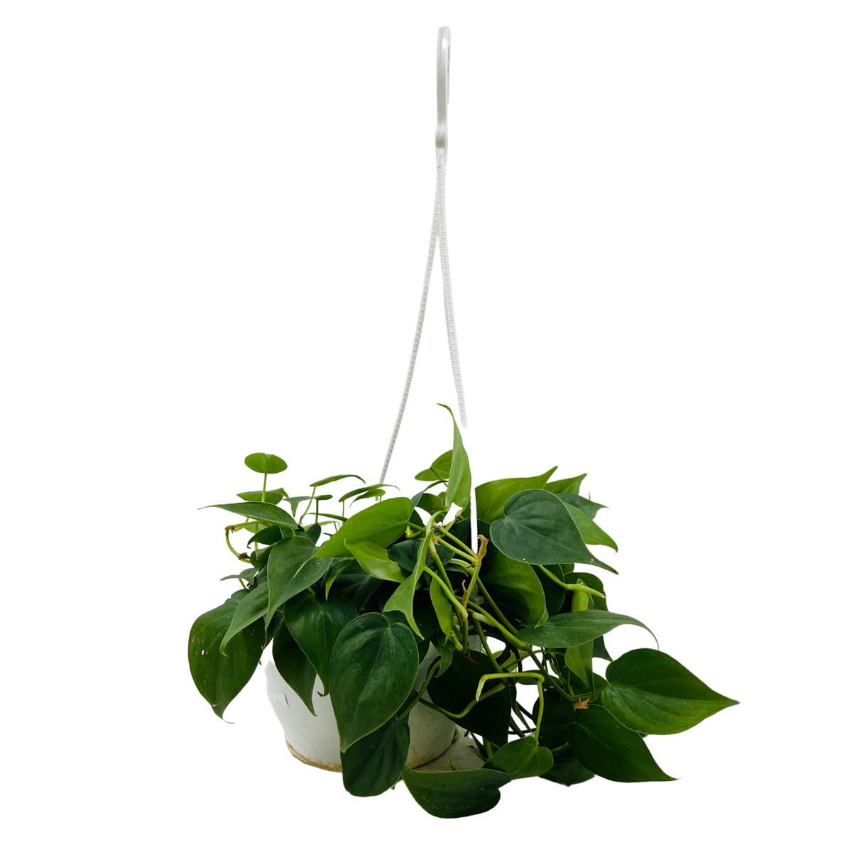 Philodendron Oxycardium Green Plant With Hanging Pot