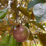 Star Apple / Milk fruit / Golden Leaf Tree (Arlo Chrysophyllum cainito) Fruit Live Plant (Home & Garden)