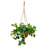 Peperomia Angulata Hanging Plant With Pot