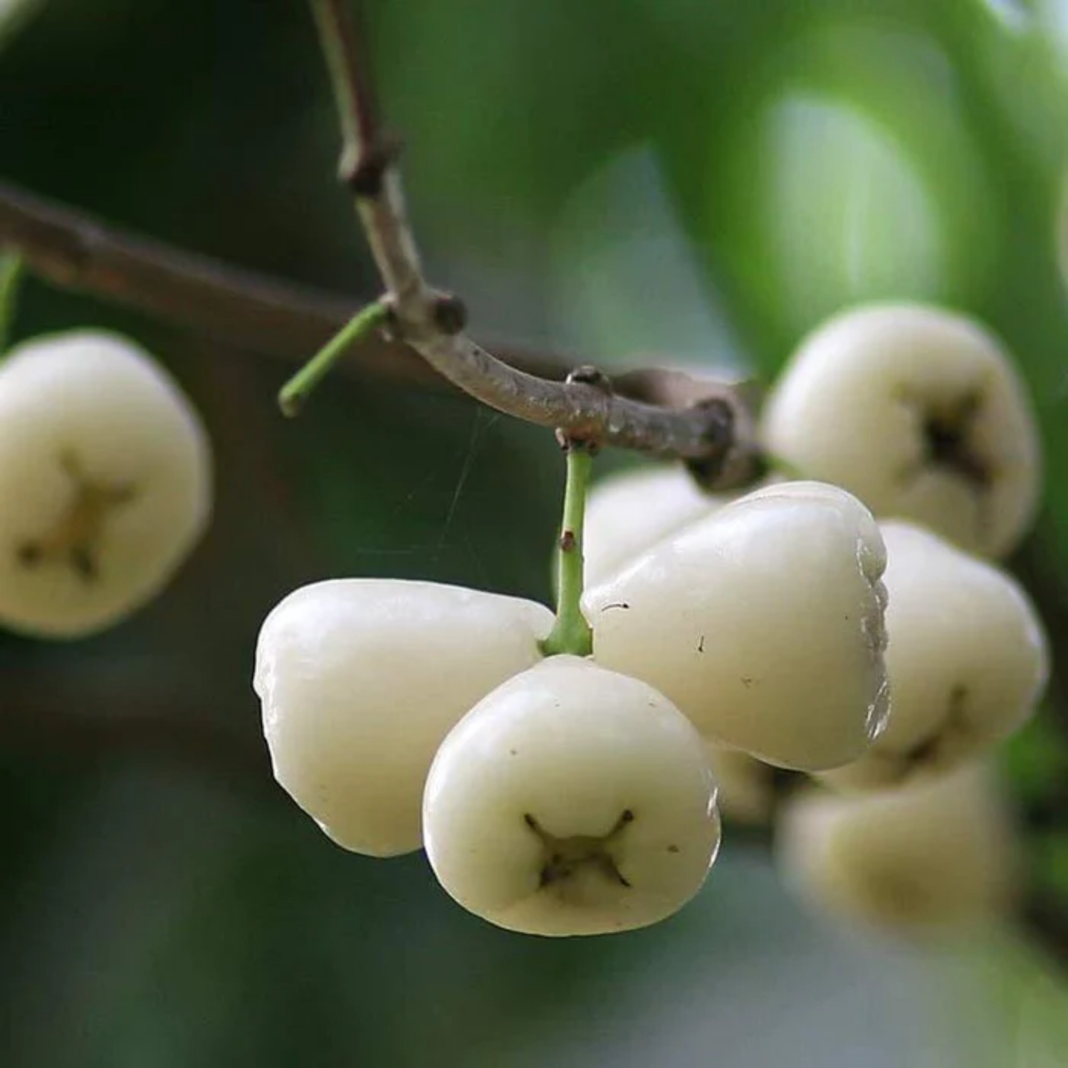 White Chamba / White Java Apple (Syzygium samarangense) Fruit Live Pla ...