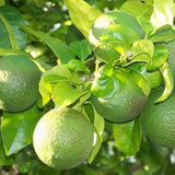 Mosambi / Sweet Lemon (Layered) (Citrus limetta) Fruit/Live Plant (Home & Garden)