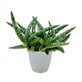 Sanseveria Boncel / Starfish Plant ( Sansevieria cylindrica)- Live Plant  (Home & Garden)