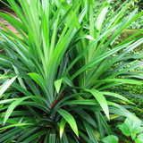 Rambha Plant (Pandanus Amaryllifolius Plant - Pandan Plant, Biryani leaves Plant, Basmati Plant) - Medicinal/Ornamental Plant