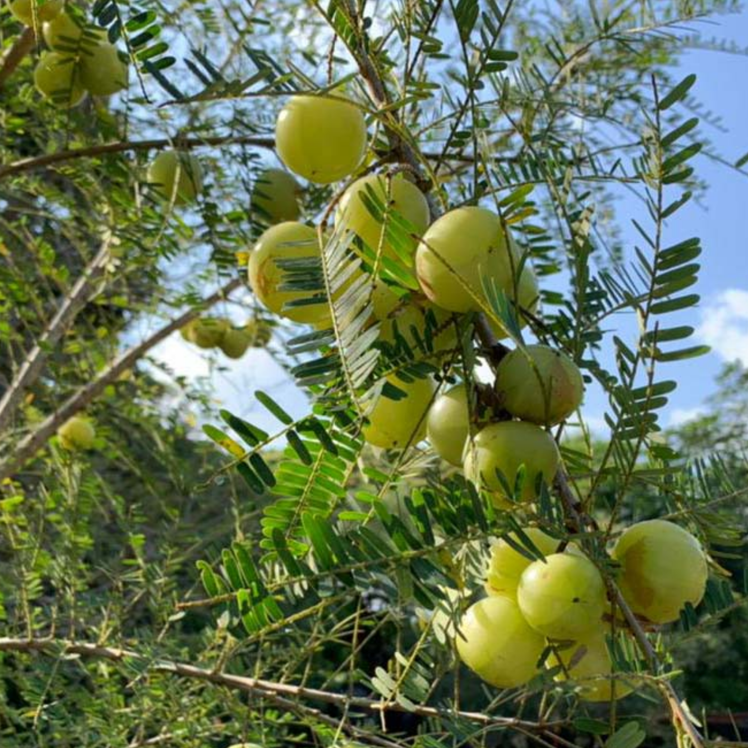 Nelli / Amla Tree / Indian Gooseberry (Phyllanthus emblica) Grafted Fruit/Medicinal Live Plant (Home & Garden)