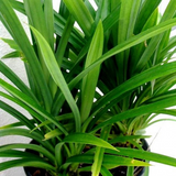 Biryani Leaf Plant / Pandan Plant / Rambha Plant /Basmati Plant (Pandanus amaryllifolius) Ornamental/Medicinal Live Plant (Home & Garden)