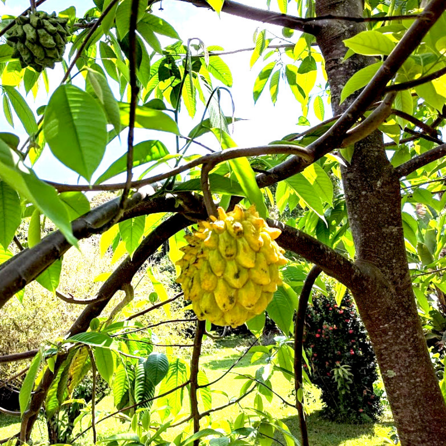 Rollinia Fruit / Biribá (Annona mucosa) Fruit Live Plant (Home & Garden)