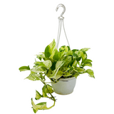 Money Plant Marble Hanging With Pot