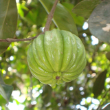Malabar Tamarind / Kudampuli (Garcinia cambogia) Fruit Live Plant (Home & Garden)