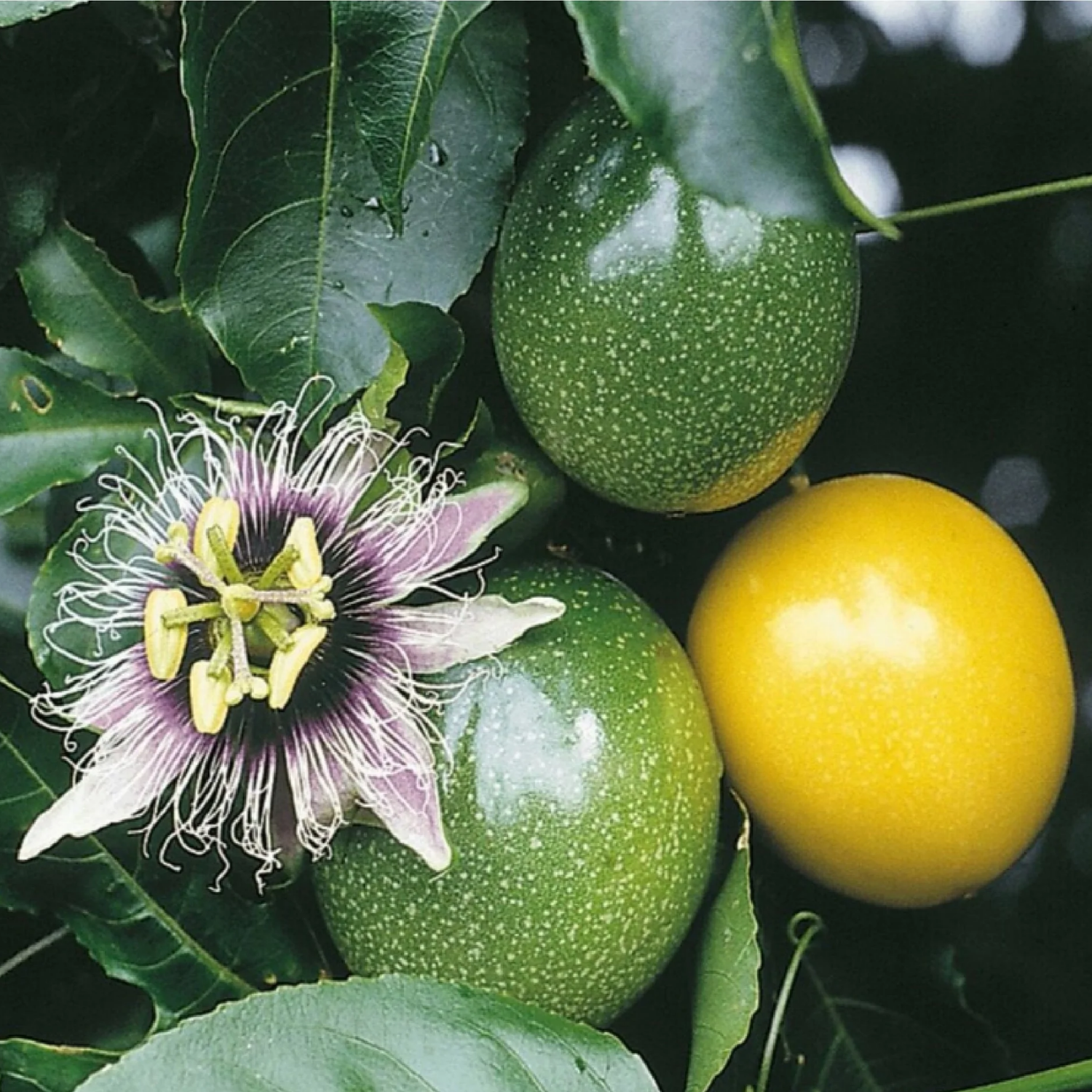 Passion Fruit (Passiflora edulis) Fruit/Flowering/Ornamental Live Plant (Home & Garden)