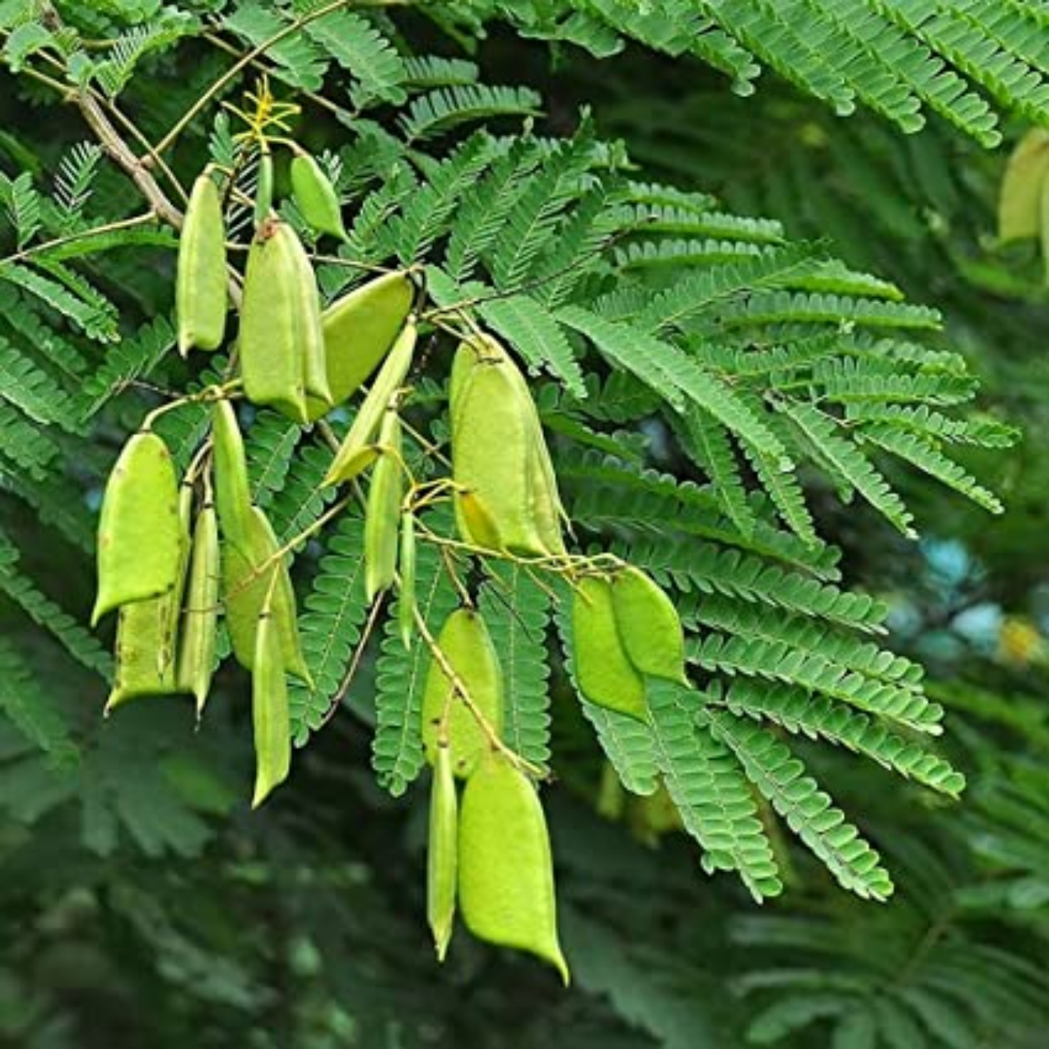 Pathimugam / Biancaea Sappan / Sappanwood (Caesalpinia Sappan) Floweri ...