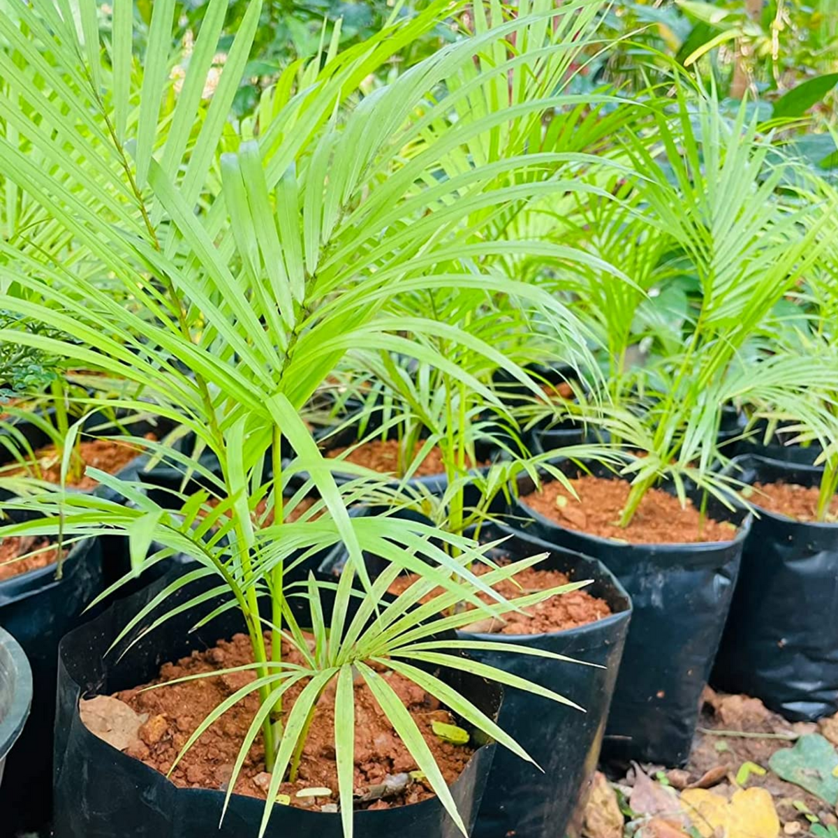 Sayagra Palm Plant (Syagrus romanzoffiana) Ornamental Live Plant (Home & Garden)