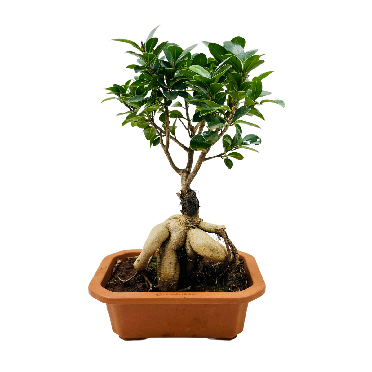 Bonsai Ficus (Grafted - Ficus retusa)- Live Plant in 16cm Pot (Home & Graden)