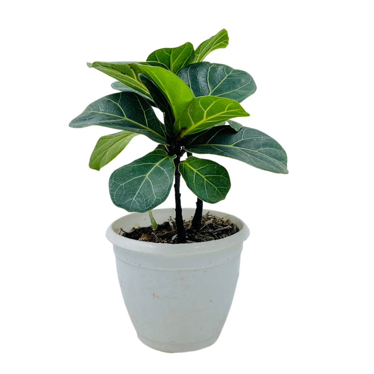 Fiddle-Leaf Fig Small (Ficus Lyrata) - Live Plant (Home & Graden)