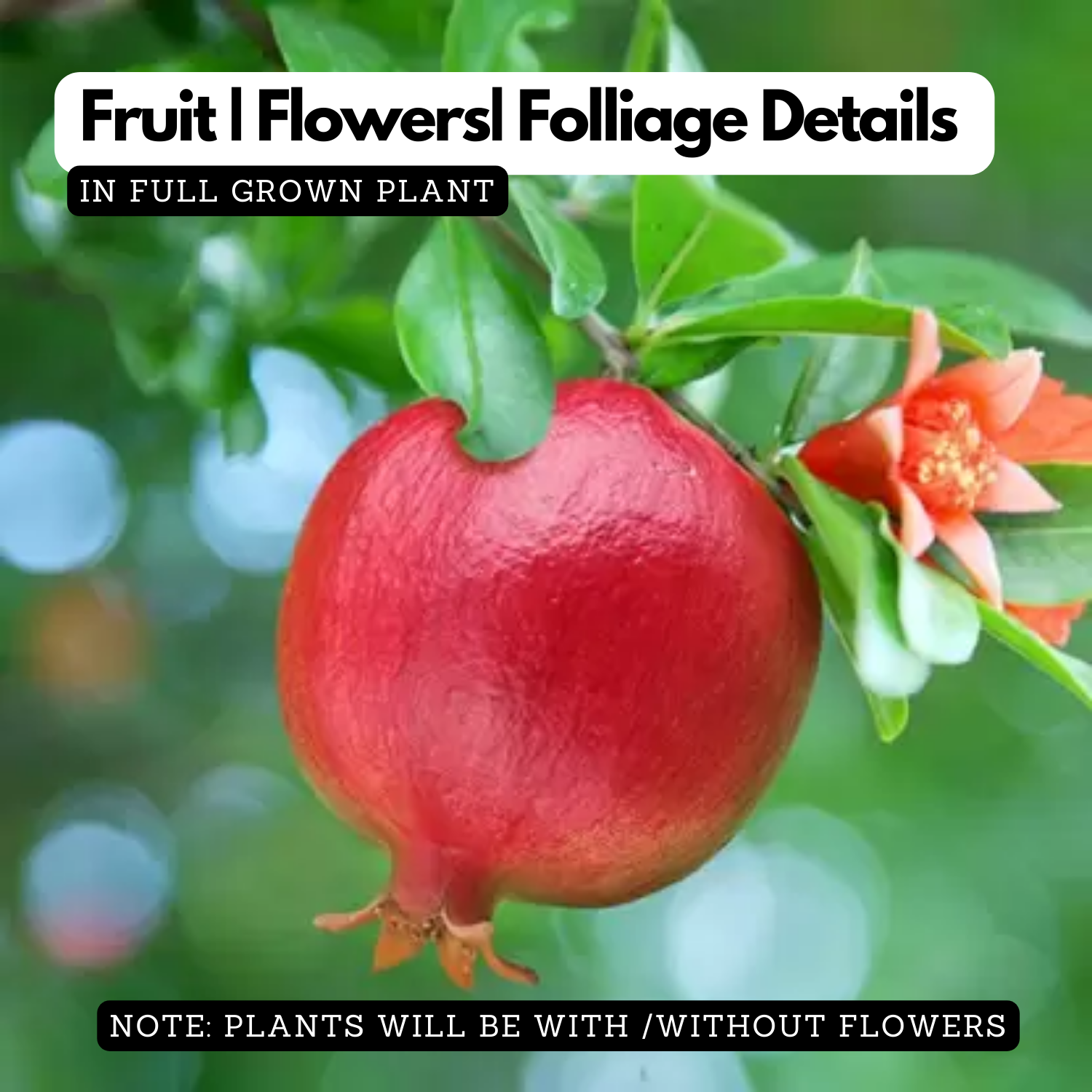 Pomegranate / Mathalam (Layered) (Punica granatum) Fruit Live Plant (H ...