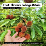 Pulasan Fruit / Philosan (Nephelium mutabile) Fruit Live Plant (Home & Garden)
