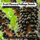 Jaboticaba / Jabuticaba / Maramunthiri (Plinia cauliflora) Fruit Live Plant (Home & Garden)