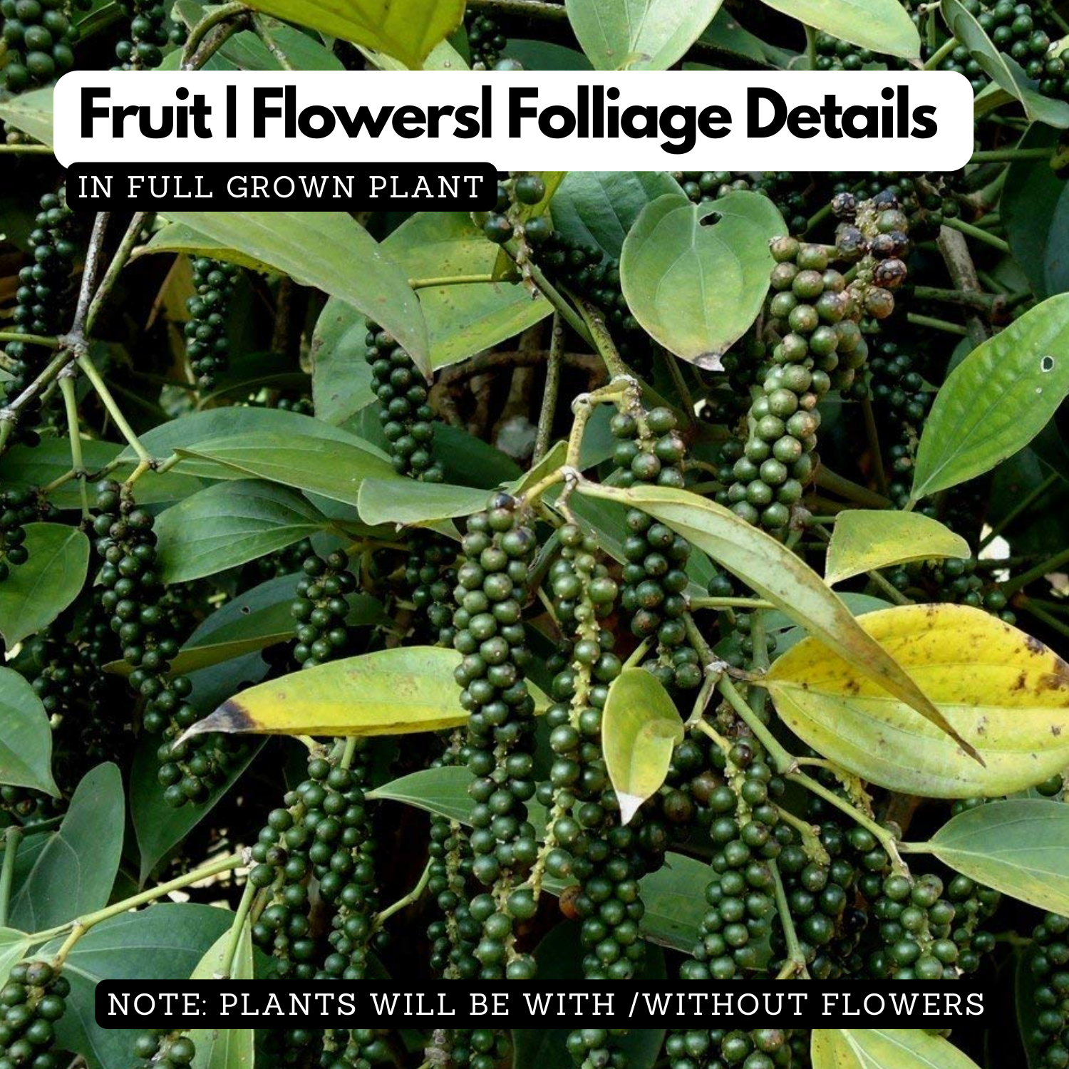 Black Pepper / Kurumulaku (Piper nigrum) Fruit/Ornamental/Medicinal/ Live Plant (Home & Garden)