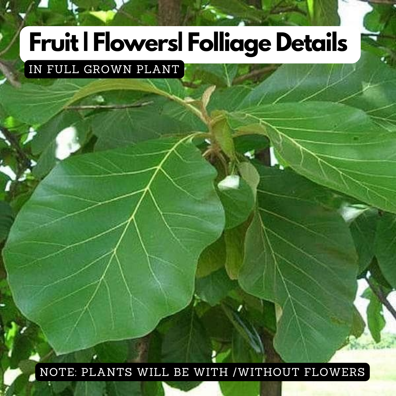 Teak Wood Plant / Sagwan (Tectona grandis) Ornamental Live Plant (Home & Garden)