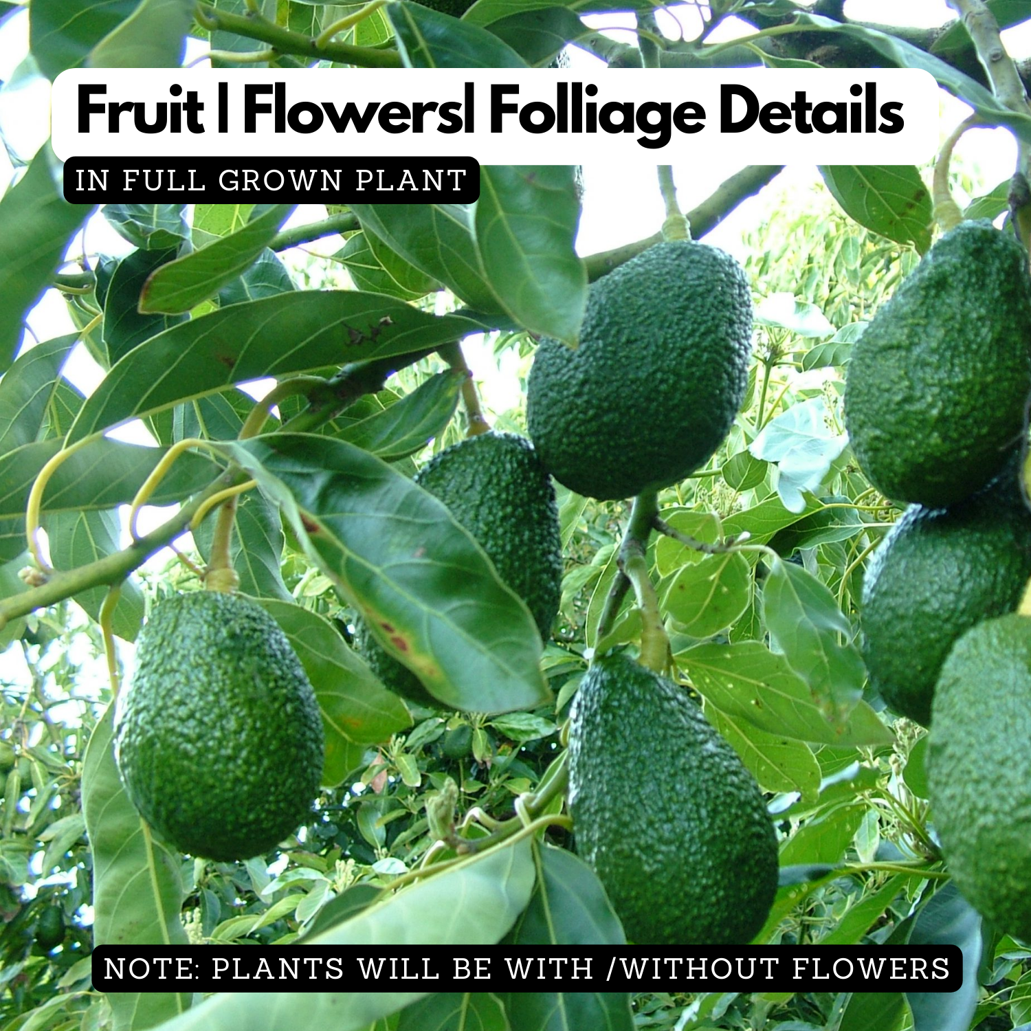 Avocado grafted / Butter Fruit ( Persea americana ) Fruit Live Plant (Home & Garden)