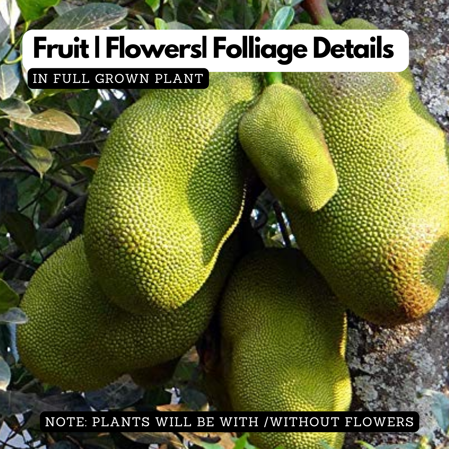 Gumless Jackfruit (Artocarpus heterophyllus) Fruit Live Plant (Home & Garden)