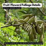 Pathimugam / Biancaea Sappan / Sappanwood (Caesalpinia Sappan) Floweri ...