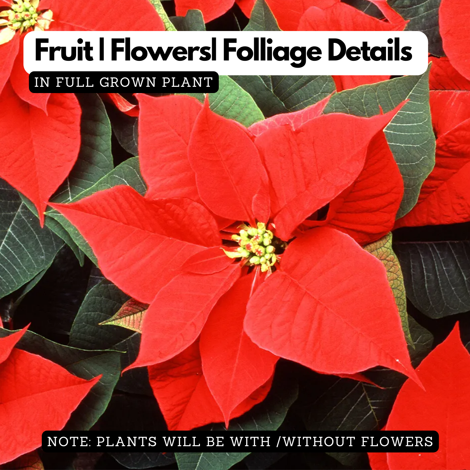 Red Poinsettia / Christmas Flower (Euphorbia pulcherrima) Flowering/Ornamental Live Plant (Home & Garden)