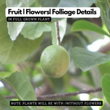 Jalpai Fruit / Ceylon Olive / Wild olives (Elaeocarpus serratus) Fruit Live Plant (Home & Garden)