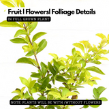 Golden Duranta / Golden Dew Drop (Duranta erecta) Ornamental Live Plant (Home & Garden)