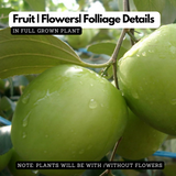 Ber Apple / Indian Jujube / Ilanthapazham (Grafted) (Ziziphus mauritiana) Fruit Live Plant (Home & Garden)