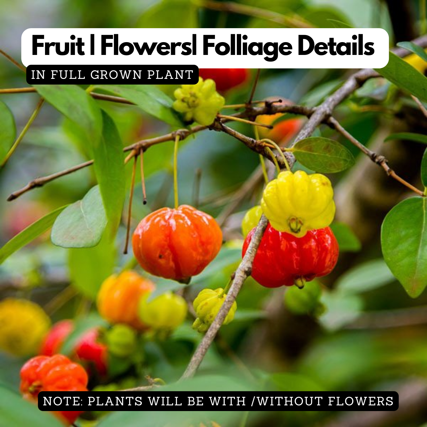 Surinam Cherry / Brazilian cherry ( Eugenia uniflora ) Fruit/Flowering/Ornamental Live Plant (Home & Garden)