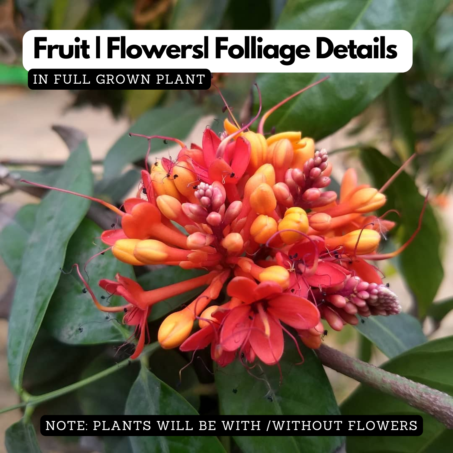 Sita Ashoka Plant / Ashoka Tree (Saraca asoca) Flowering/Ornamental Li ...