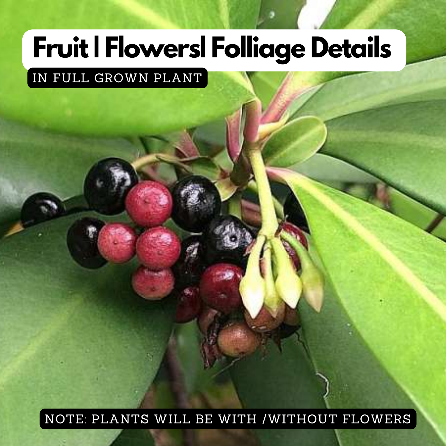 Kili Njaval (Ardisia elliptica) Fruit / Medicinal Live Plant (Home & Garden)